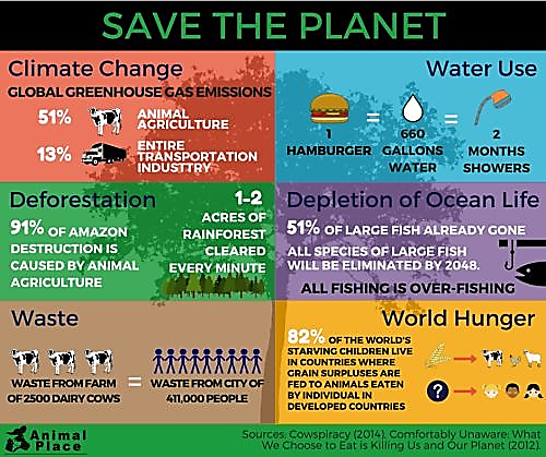 Meat-Based Environmental Destruction