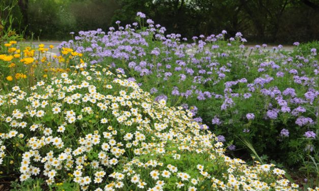 Native Plant Society of Texas San Antonio