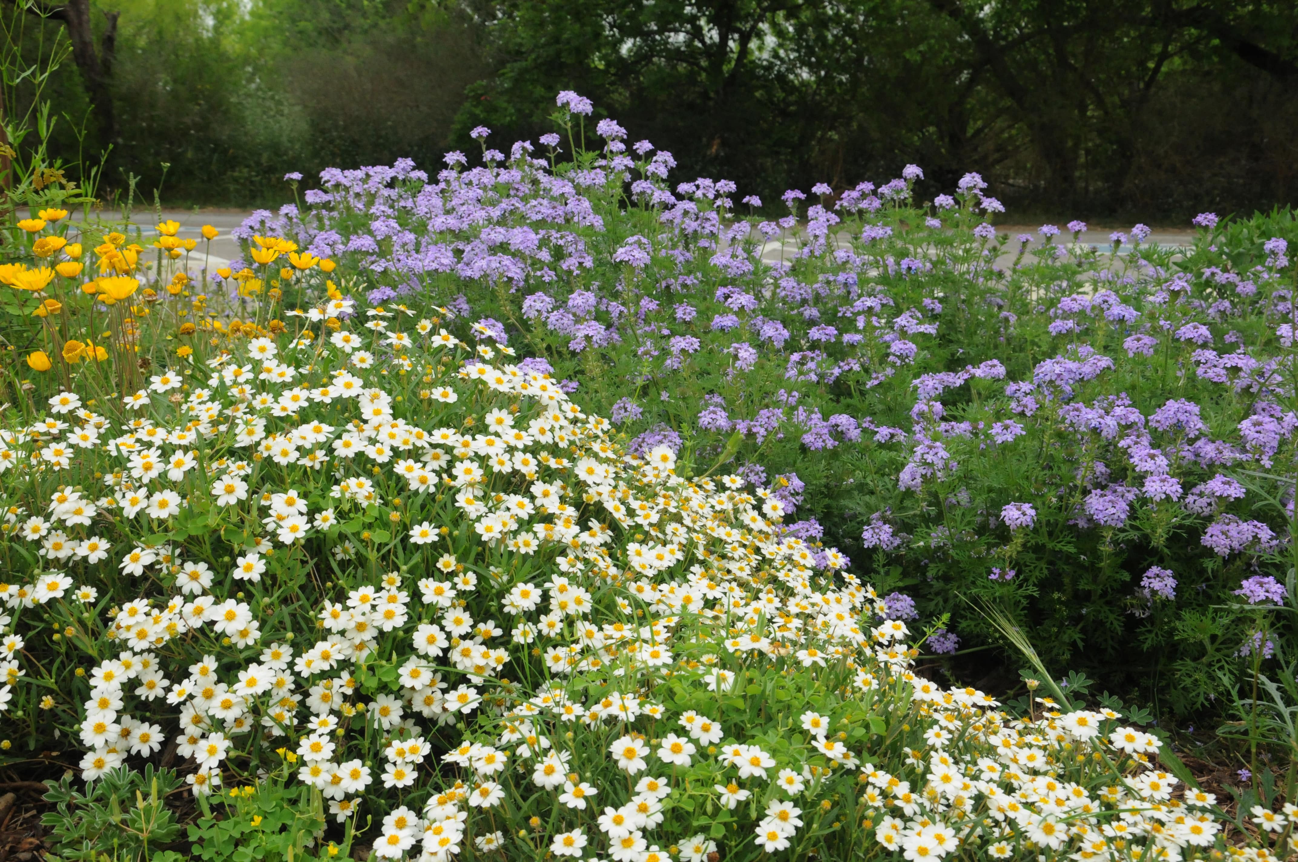 Native Plant Society of Texas San Antonio | La Prensa Texas