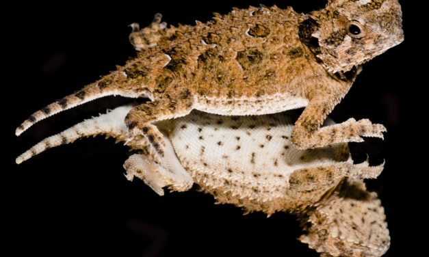 Center for Conservation and Research at San Antonio Zoo Releases Texas Horned Lizards into the Wild