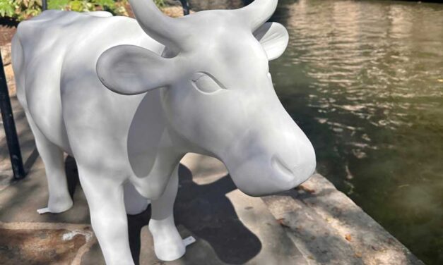 After 22 years, the cows have come back home to San Antonio!