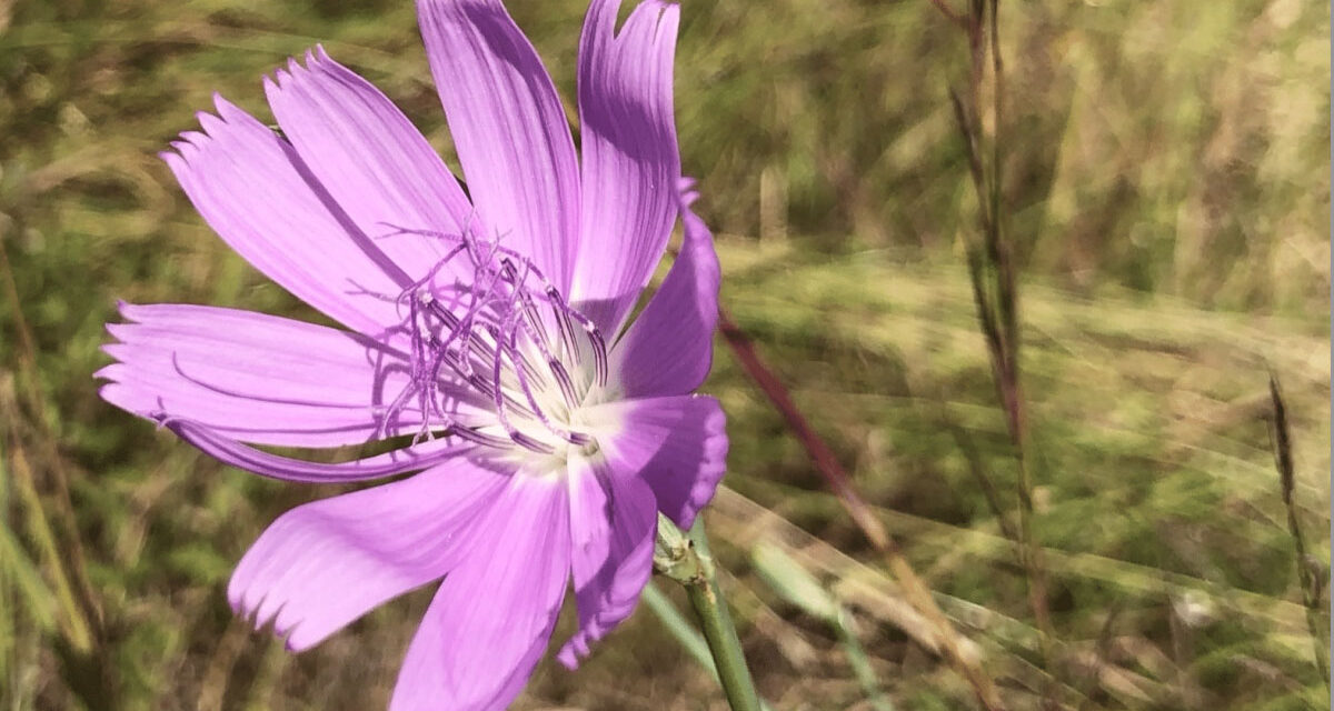 Native Prairie Restoration Workshop for BIG or small spaces Jan. 11 at 9a.m