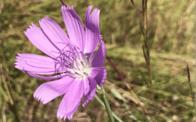 Native Prairie Restoration Workshop for BIG or small spaces Jan. 11 at 9a.m