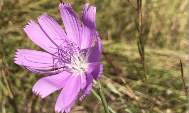 Native Prairie Restoration Workshop for BIG or small spaces Jan. 11 at 9a.m